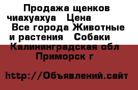 Продажа щенков чиахуахуа › Цена ­ 12 000 - Все города Животные и растения » Собаки   . Калининградская обл.,Приморск г.